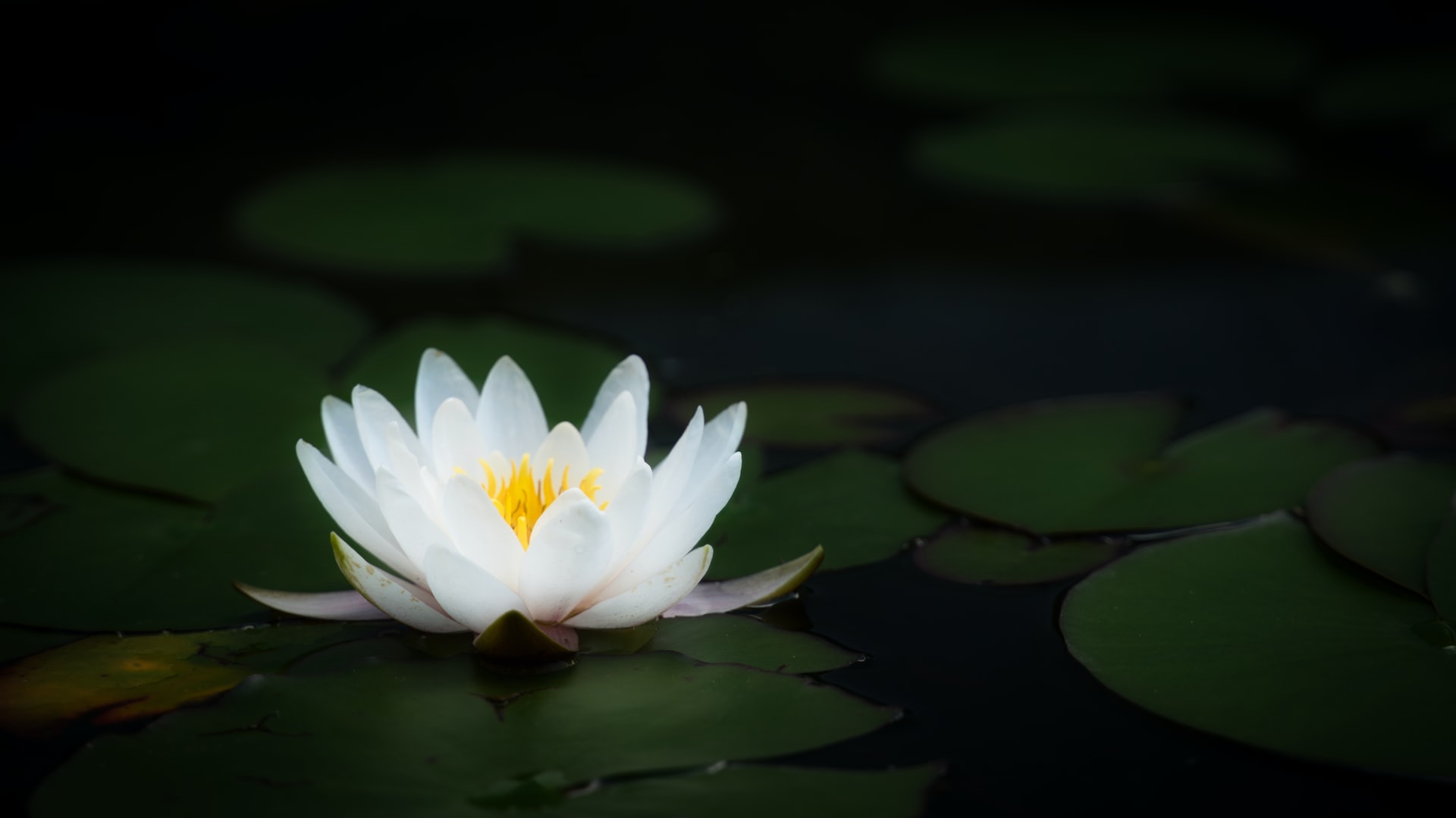 <p>Technion scientists receive a prestigious research grant of $1.5 million to develop clean anti-fungal technology inspired by the natural properties of the lotus plant</p>
