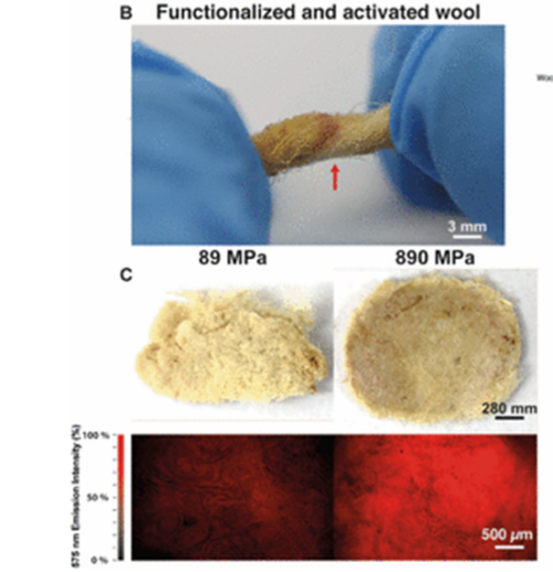 In the diagram: Measurement of biomechanical forces applied to alpaca wool in twisting (top) and compression (bottom) states.